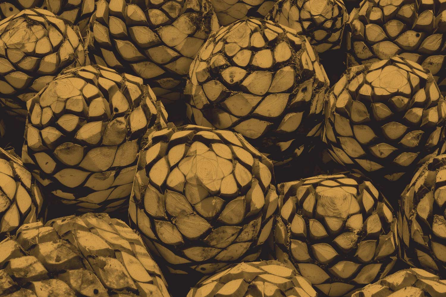 Pile of agave pinas for making Tequila